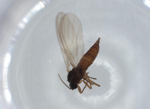  ( - BIOUG62593-B05)  @11 [ ] CreativeCommons - Attribution (2020) Centre for Biodiversity Genomics Centre for Biodiversity Genomics