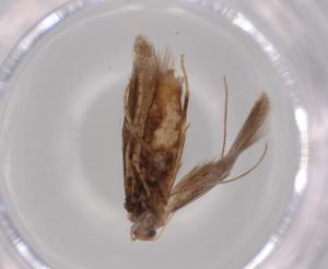  ( - BIOUG62594-G06)  @11 [ ] CreativeCommons - Attribution (2020) Centre for Biodiversity Genomics Centre for Biodiversity Genomics