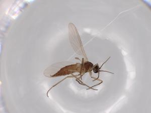  ( - BIOUG63157-B04)  @11 [ ] CreativeCommons - Attribution (2020) Centre for Biodiversity Genomics Centre for Biodiversity Genomics