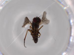 ( - BIOUG63167-C05)  @11 [ ] CreativeCommons - Attribution (2020) Centre for Biodiversity Genomics Centre for Biodiversity Genomics
