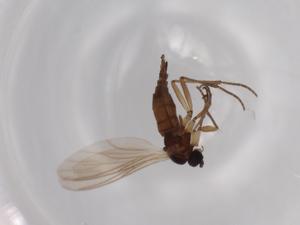  ( - BIOUG63171-A08)  @11 [ ] CreativeCommons - Attribution (2020) Centre for Biodiversity Genomics Centre for Biodiversity Genomics