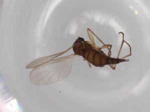  ( - BIOUG63177-A01)  @11 [ ] CreativeCommons - Attribution (2020) Centre for Biodiversity Genomics Centre for Biodiversity Genomics