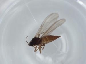  ( - BIOUG63184-H03)  @11 [ ] CreativeCommons - Attribution (2020) Centre for Biodiversity Genomics Centre for Biodiversity Genomics