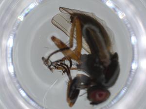  ( - BIOUG63189-F11)  @11 [ ] CreativeCommons - Attribution (2020) Centre for Biodiversity Genomics Centre for Biodiversity Genomics