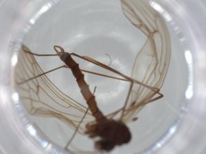  ( - BIOUG63191-B08)  @11 [ ] CreativeCommons - Attribution (2020) Centre for Biodiversity Genomics Centre for Biodiversity Genomics