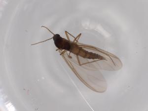  ( - BIOUG63200-A10)  @11 [ ] CreativeCommons - Attribution (2020) Centre for Biodiversity Genomics Centre for Biodiversity Genomics