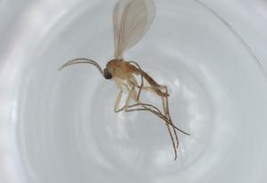  ( - BIOUG63210-A11)  @11 [ ] CreativeCommons - Attribution (2020) Centre for Biodiversity Genomics Centre for Biodiversity Genomics