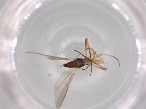  ( - BIOUG63213-D12)  @11 [ ] CreativeCommons - Attribution (2020) Centre for Biodiversity Genomics Centre for Biodiversity Genomics