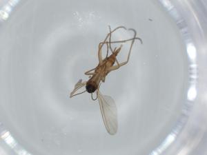  ( - BIOUG63220-B08)  @11 [ ] CreativeCommons - Attribution (2020) Centre for Biodiversity Genomics Centre for Biodiversity Genomics