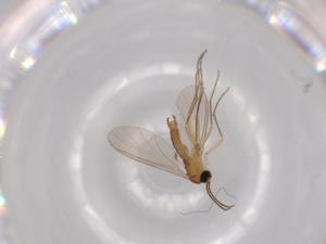  ( - BIOUG63222-C06)  @11 [ ] CreativeCommons - Attribution (2020) Centre for Biodiversity Genomics Centre for Biodiversity Genomics