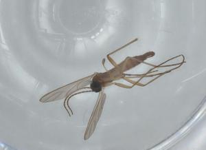  ( - BIOUG63223-A07)  @11 [ ] CreativeCommons - Attribution (2020) Centre for Biodiversity Genomics Centre for Biodiversity Genomics