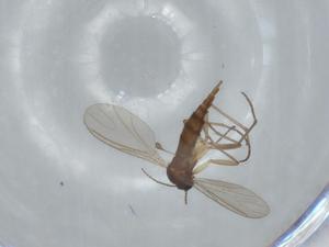  ( - BIOUG63227-B10)  @11 [ ] CreativeCommons - Attribution (2020) Centre for Biodiversity Genomics Centre for Biodiversity Genomics