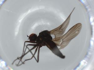  ( - BIOUG63231-C02)  @11 [ ] CreativeCommons - Attribution (2020) Centre for Biodiversity Genomics Centre for Biodiversity Genomics