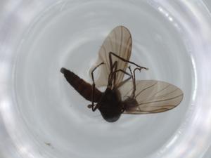  ( - BIOUG63237-H02)  @11 [ ] CreativeCommons - Attribution (2020) Centre for Biodiversity Genomics Centre for Biodiversity Genomics