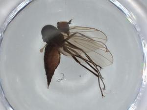  ( - BIOUG63238-G10)  @11 [ ] CreativeCommons - Attribution (2020) Centre for Biodiversity Genomics Centre for Biodiversity Genomics