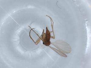  ( - BIOUG63240-C08)  @11 [ ] CreativeCommons - Attribution (2020) Centre for Biodiversity Genomics Centre for Biodiversity Genomics