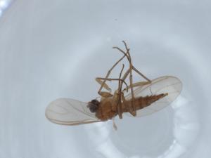  ( - BIOUG63240-E02)  @11 [ ] CreativeCommons - Attribution (2020) Centre for Biodiversity Genomics Centre for Biodiversity Genomics