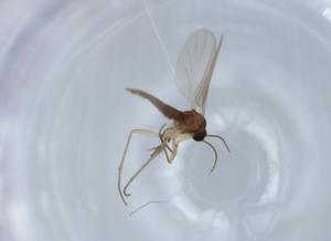  ( - BIOUG63240-H03)  @11 [ ] CreativeCommons - Attribution (2020) Centre for Biodiversity Genomics Centre for Biodiversity Genomics