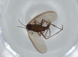  ( - BIOUG63244-B04)  @11 [ ] CreativeCommons - Attribution (2020) Centre for Biodiversity Genomics Centre for Biodiversity Genomics