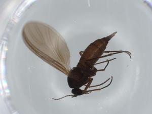  ( - BIOUG63244-C04)  @11 [ ] CreativeCommons - Attribution (2020) Centre for Biodiversity Genomics Centre for Biodiversity Genomics