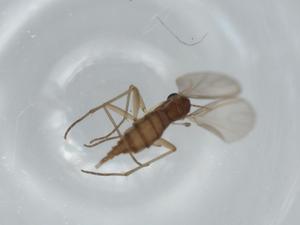  ( - BIOUG63244-E12)  @11 [ ] CreativeCommons - Attribution (2020) Centre for Biodiversity Genomics Centre for Biodiversity Genomics