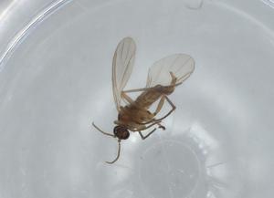  ( - BIOUG63283-E01)  @11 [ ] CreativeCommons - Attribution (2020) Centre for Biodiversity Genomics Centre for Biodiversity Genomics