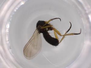  ( - BIOUG61384-A12)  @11 [ ] CreativeCommons - Attribution (2020) Centre for Biodiversity Genomics Centre for Biodiversity Genomics