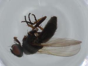  ( - BIOUG61387-H01)  @11 [ ] CreativeCommons - Attribution (2020) Centre for Biodiversity Genomics Centre for Biodiversity Genomics