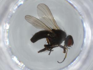  ( - BIOUG61388-B06)  @11 [ ] CreativeCommons - Attribution (2020) Centre for Biodiversity Genomics Centre for Biodiversity Genomics