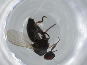  ( - BIOUG61388-A03)  @11 [ ] CreativeCommons - Attribution (2020) Centre for Biodiversity Genomics Centre for Biodiversity Genomics