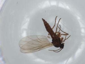  ( - BIOUG61390-D01)  @11 [ ] CreativeCommons - Attribution (2020) Centre for Biodiversity Genomics Centre for Biodiversity Genomics