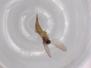  ( - BIOUG61391-A06)  @11 [ ] CreativeCommons - Attribution (2020) Centre for Biodiversity Genomics Centre for Biodiversity Genomics