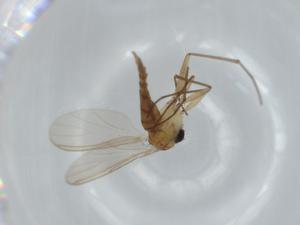  ( - BIOUG62888-C06)  @11 [ ] CreativeCommons - Attribution (2020) Centre for Biodiversity Genomics Centre for Biodiversity Genomics