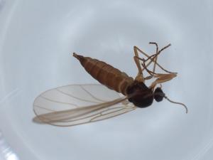  ( - BIOUG63260-G08)  @11 [ ] CreativeCommons - Attribution (2020) Centre for Biodiversity Genomics Centre for Biodiversity Genomics