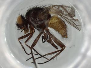  ( - BIOUG63272-A01)  @11 [ ] CreativeCommons - Attribution (2020) Centre for Biodiversity Genomics Centre for Biodiversity Genomics