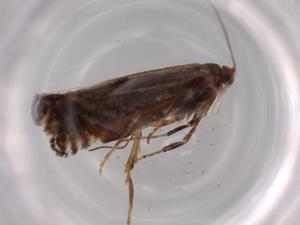  ( - BIOUG63365-H06)  @11 [ ] CreativeCommons - Attribution (2020) Centre for Biodiversity Genomics Centre for Biodiversity Genomics