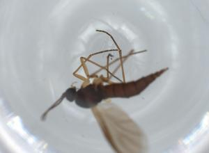  ( - BIOUG63387-C01)  @11 [ ] CreativeCommons - Attribution (2020) Centre for Biodiversity Genomics Centre for Biodiversity Genomics