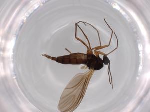  ( - BIOUG63388-F12)  @11 [ ] CreativeCommons - Attribution (2020) Centre for Biodiversity Genomics Centre for Biodiversity Genomics