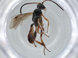  ( - BIOUG63411-D12)  @11 [ ] CreativeCommons - Attribution (2020) Centre for Biodiversity Genomics Centre for Biodiversity Genomics