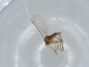  ( - BIOUG63417-G02)  @11 [ ] CreativeCommons - Attribution (2020) Centre for Biodiversity Genomics Centre for Biodiversity Genomics