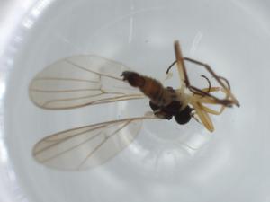  ( - BIOUG63417-A09)  @11 [ ] CreativeCommons - Attribution (2020) Centre for Biodiversity Genomics Centre for Biodiversity Genomics