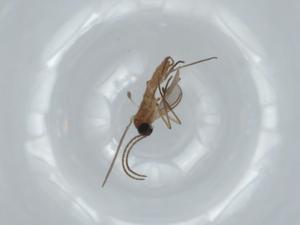  ( - BIOUG63423-E02)  @11 [ ] CreativeCommons - Attribution (2020) Centre for Biodiversity Genomics Centre for Biodiversity Genomics