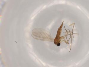  ( - BIOUG63426-B09)  @11 [ ] CreativeCommons - Attribution (2020) Centre for Biodiversity Genomics Centre for Biodiversity Genomics