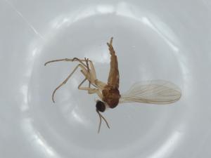  ( - BIOUG63445-F01)  @11 [ ] CreativeCommons - Attribution (2020) Centre for Biodiversity Genomics Centre for Biodiversity Genomics