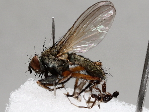  ( - BIOUG70332-C02)  @11 [ ] CreativeCommons - Attribution (2021) CBG Photography Group Centre for Biodiversity Genomics