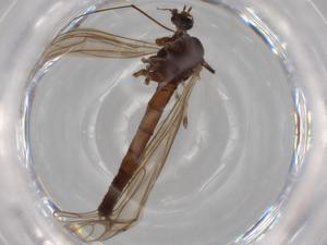  ( - BIOUG70656-F04)  @11 [ ] CreativeCommons - Attribution (2021) Centre for Biodiversity Genomics Centre for Biodiversity Genomics