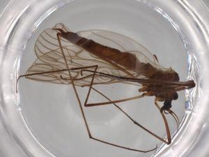  ( - BIOUG70667-E12)  @11 [ ] CreativeCommons - Attribution (2021) Centre for Biodiversity Genomics Centre for Biodiversity Genomics