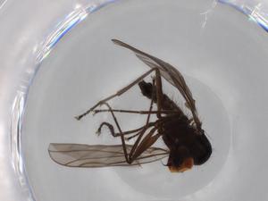  ( - BIOUG70689-C03)  @11 [ ] CreativeCommons - Attribution (2021) Centre for Biodiversity Genomics Centre for Biodiversity Genomics