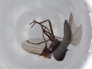  ( - BIOUG70691-H06)  @11 [ ] CreativeCommons - Attribution (2021) Centre for Biodiversity Genomics Centre for Biodiversity Genomics