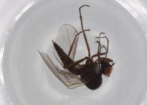  ( - BIOUG70692-B05)  @11 [ ] CreativeCommons - Attribution (2021) Centre for Biodiversity Genomics Centre for Biodiversity Genomics